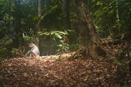 Camera traps snap endangered species