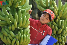 Vietnamese farm produce seeks path to Middle East 