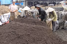 Sugar press mud fertiliser plant to be constructed in Tra Vinh