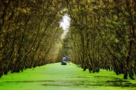 Tra Su Cajuput Forest attracts more visitors to An Giang