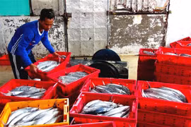 Tien Giang’s fishermen enjoy bumper catch 