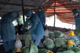 New A/H5N1 outbreak detected in Can Tho