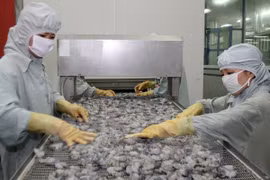 Australia eases shrimp import suspension 