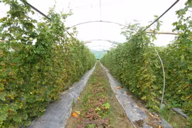 Da Nang to up use of organic fertiliser