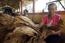 Tobacco threatens sustainable development goals of Indonesia