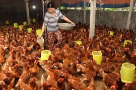 Official: Vietnam has yet to export live poultry to Saudi Arabia