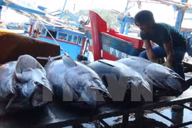 Vietnam, China boost sustainable fishery development in Tonkin Gulf