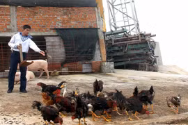 New bio-based waste treatment developed by Vietnamese scientists
