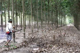Rubber sector enjoys 51-percent profit growth in 2016 