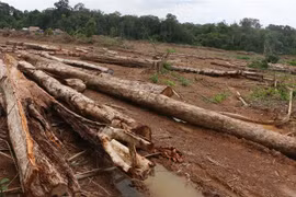 Binh Phuoc authorities apologise for forest destruction