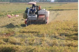 Mekong Delta’s rice yield rises in winter-spring crop 