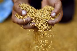 Thai Rice Festival 2017 to be held in Bangkok