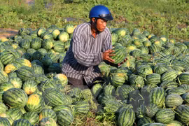 Opportunities for Vietnam’s fruits, vegetables export 