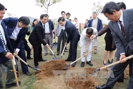 Japanese-presented cherry trees planted in Bac Ninh