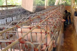 Thanh Hoa develops animal husbandry