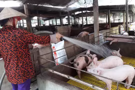 Agricultural minister calls on businesses to support pig farms