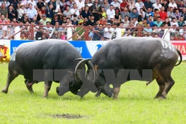 Do Son buffalo festival should be protected: experts