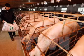 Canada funds food safety project in Vietnam