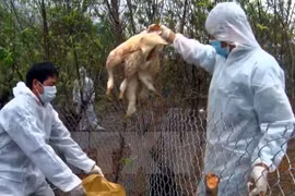 New H5N1 bird flu outbreak found in northern Cao Bang province