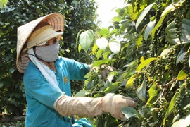 Mass switch to pepper causes market crash 