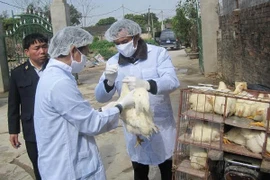 Long An intensifies cross-border A/H7N9 avian flu prevention 