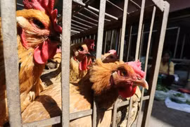 Philippines confirms avian influenza strain on Luzon island