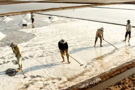 Bac Lieu salt prices rise sharply