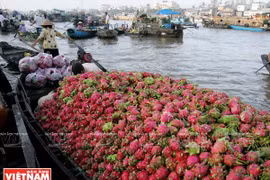Mekong Delta’s tourism sector seeks ways to take off