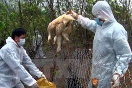 New H5N1 bird flu outbreak found in northern Cao Bang province