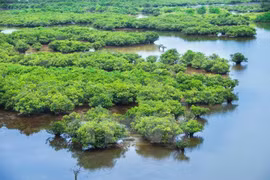 Soc Trang, RoK cooperate to study coastal ecosystem, water quality