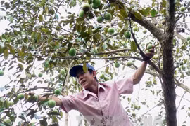 Tien Giang star-apple fruit breaks into US market