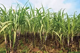 Vietnam ships sugar to 28 markets