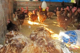 Vietnam to produce own avian influenza vaccine from 2018