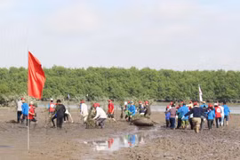 Japanese, Quang Ninh Red Cross volunteers plant mangrove forest