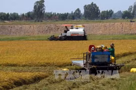 PM urges increasing rice added-value 