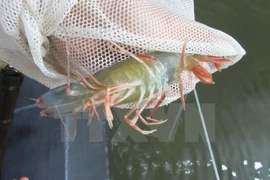 Ca Mau looks to develop shrimp sector 