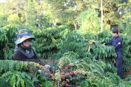 Coffee export soars in two months