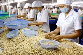 Vietnam, Cambodia to develop cashew farming area