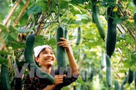 Improved quality boosts export of fruit, vegetables