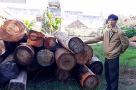 Timber smuggling worries Kon Tum