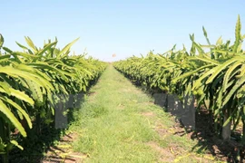 Agriculture firms receive Gov’t funds