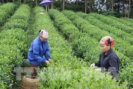 33 percent of farming cooperatives efficiently operate: Ministry