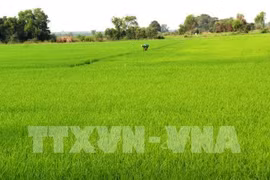 Hau Giang to experiment RoK bio-products on rice