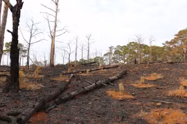 Vietnam’s protected forest dwindling