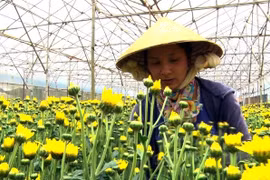  Flower centres to be set up in HCM City, Da Lat 