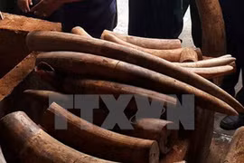 Ivory shipment through Cat Lai port investigated 