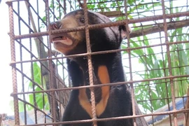 Bile farming decimates wild bears