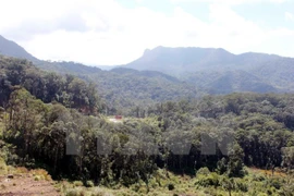 Localities proactive in planting forests 