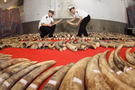 China police seize ivory smuggled via Vietnam border
