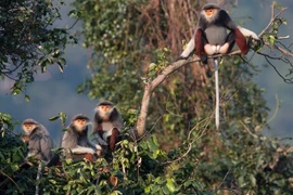 Photo exhibition on biodiversity of Son Tra launched